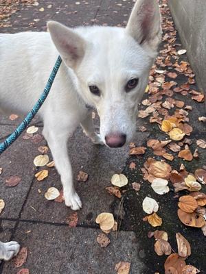 Evie, Alaskan Husky Mix, young, available for adoption