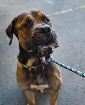 Beefy, Mastiff, adult, available for adoption