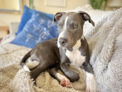 Dutch, American Pit Bull Terrier Mix, puppy, available for adoption