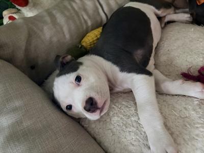 A black and white puppy lying on a beige blanket, looking up with big eyes.