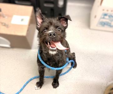 Charlie, Mixed Breed, young, available for adoption