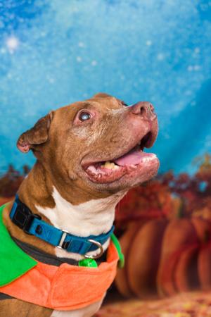 Itachi, American Pit Bull Terrier Mix, senior, available for adoption