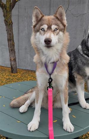 A husky dog with blue eyes and a purple collar sitting on a green table, with a pink leash attached.