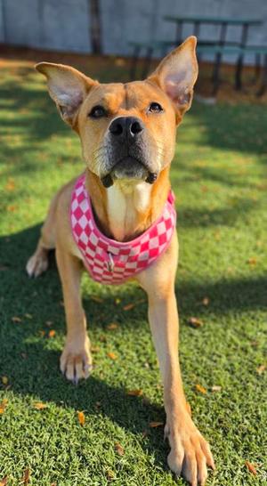 Chula, American Pit Bull Terrier and German Shepherd Dog, adult, available for adoption