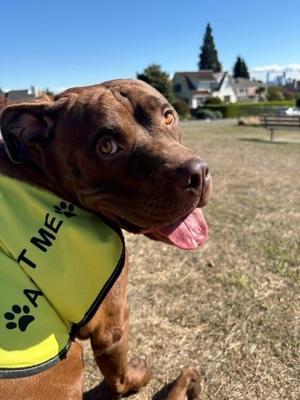 Cornbread, American Pit Bull Terrier Mix, adult, available for adoption