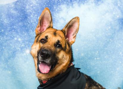 Nola, German Shepherd Dog, adult, available for adoption
