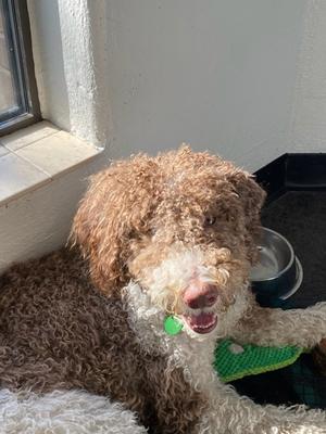 Puddles, Poodle - Standard Mix, young, available for adoption