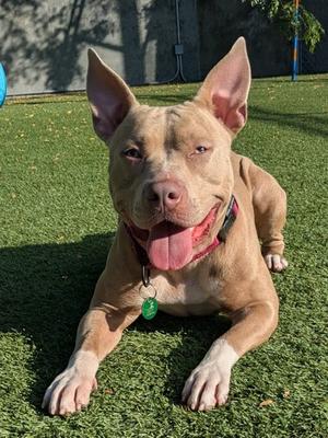 Hopscotch, American Pit Bull Terrier Mix, adult, available for adoption