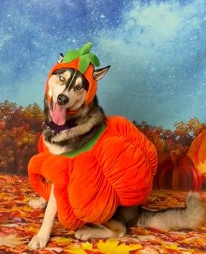 Hans, Siberian Husky Mix, adult, available for adoption