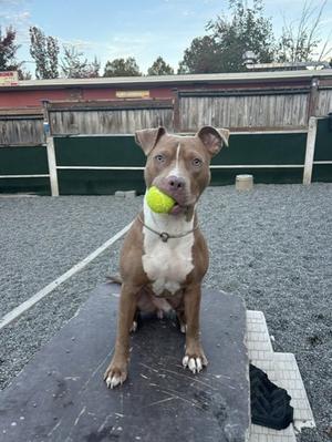 A brown and white dog sitting on a black surface, holding a yellow tennis ball in its mouth.