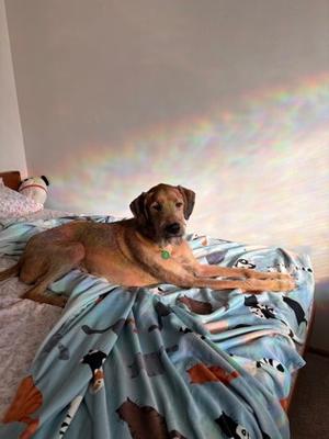 Flokie, Labrador Retriever Mix, young, available for adoption