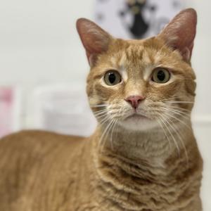 Caramello C006244 now Luka, adult, available for adoption