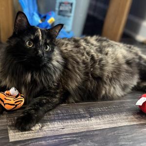 Cordelia, adult, available for adoption