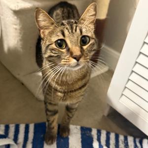 Maize C007091 now Maddie, adult, available for adoption
