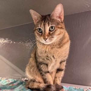 A brown tabby cat sitting on a patterned blanket