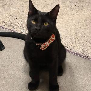 Flaco, young, available for adoption