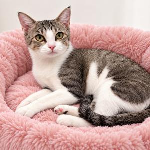 Dahlia, adult, available for adoption