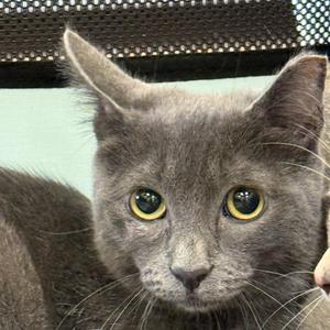 Cloud, young, available for adoption