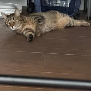 A tabby cat lying on a wooden floor, looking at the camera.
