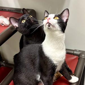 Minuet, young, available for adoption