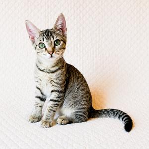 A tabby cat sitting on a white surface