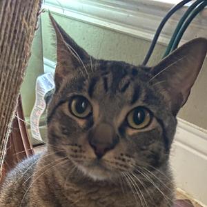 A close-up of a tabby cat with large green eyes looking directly at the camera.