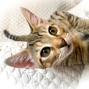 Bluebell, young, available for adoption
