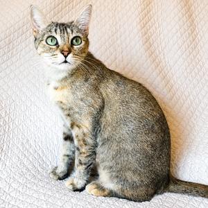 Luna, adult, available for adoption