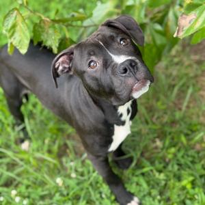 Eddy, Terrier, Pit Bull, available for adoption