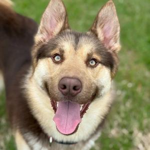 Toby, Shepherd, German, adult, available for adoption