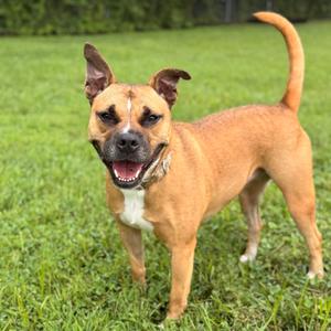 A brown dog with a white chest and a black nose standing on a grassy field.