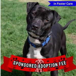 Hank, Terrier, Pit Bull, adult, available for adoption