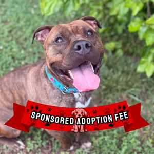 Davey, Terrier, Pit Bull, adult, available for adoption