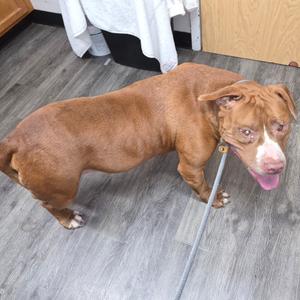 Vampire, Terrier, Pit Bull, senior, available for adoption