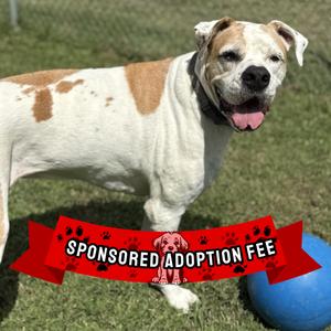 Chloe, Mastiff, senior, available for adoption