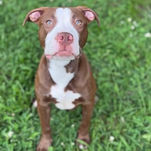 A brown and white dog standing on grass, looking up with its ears perked and eyes wide.