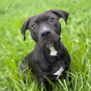 Junior, Terrier, Pit Bull, available for adoption