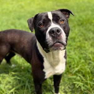 Lego, Terrier, Pit Bull, adult, available for adoption