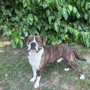 Minecraft, Terrier, Pit Bull, adult, available for adoption