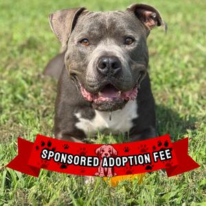 Rocco, Terrier, Pit Bull, senior, available for adoption