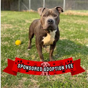 Rocco, Terrier, Pit Bull, senior, available for adoption