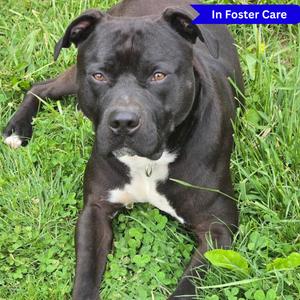 Otis, Terrier, American Pit Bull, adult, available for adoption