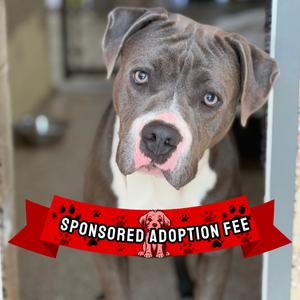 Houdini, Terrier, Pit Bull, young, available for adoption