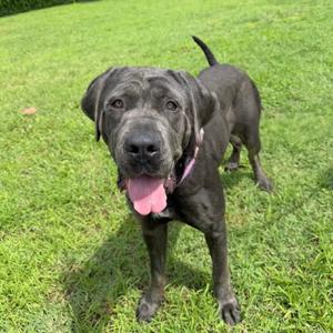 Adelaide, Mastiff, adult, available for adoption