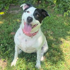 Skye, Terrier, Jack Russell, adult, available for adoption