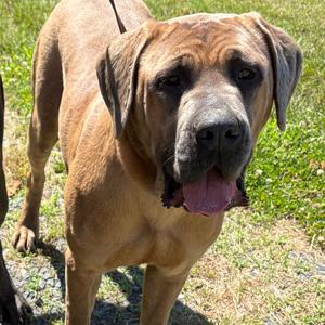 Manila, Mastiff, adult, available for adoption