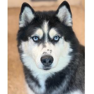 Logan, Husky, senior, available for adoption