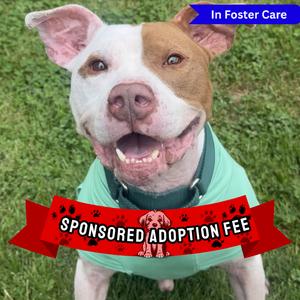 PePe, Terrier, Pit Bull, adult, available for adoption