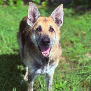 Dutton, Shepherd, German, adult, available for adoption