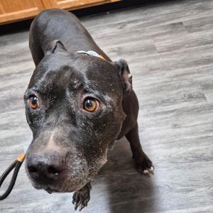 Pepper, Terrier, Pit Bull, senior, available for adoption